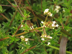 Galianthe bogotensis