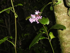Ardisia opegrapha