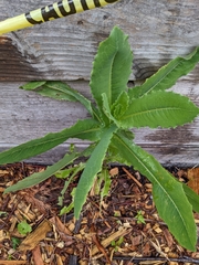 Lactuca serriola