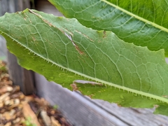 Lactuca serriola