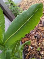 Lactuca serriola