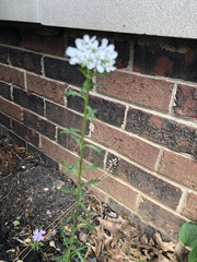 Lobularia maritima