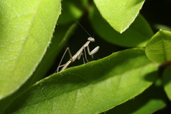 Tenodera