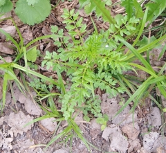 Cardamine impatiens