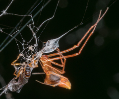 Neospintharus trigonum