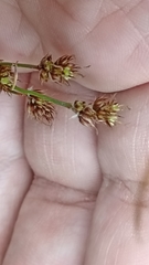 Luzula multiflora multiflora
