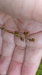 Luzula multiflora multiflora