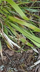 Luzula multiflora multiflora