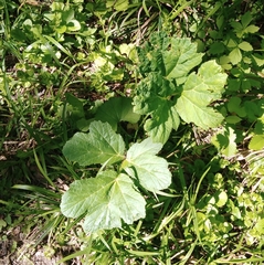 Heracleum sphondylium sibiricum