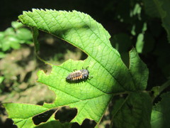 Harmonia axyridis