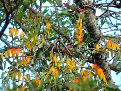 Agelanthus pungu image
