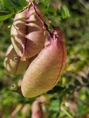 Colutea brevialata