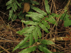 Blechnum cordatum