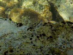 Microlipophrys adriaticus