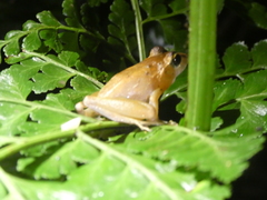 Craugastor crassidigitus