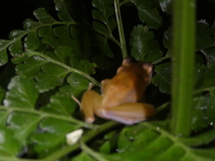 Craugastor crassidigitus