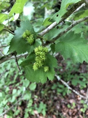 Dasineura crataegibedeguar