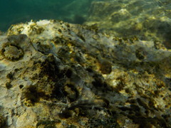 Microlipophrys adriaticus