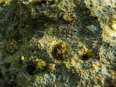 Microlipophrys adriaticus