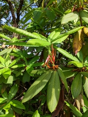 Rhododendron barbatum