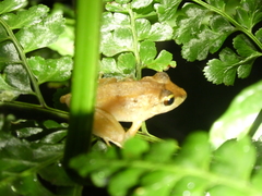 Craugastor crassidigitus