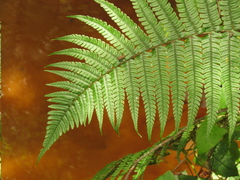 Dryopteris wallichiana