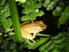 Craugastor crassidigitus