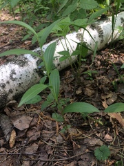 Polygonatum humile