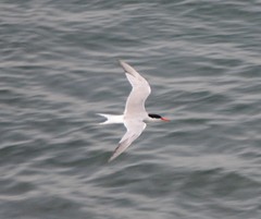 Sterna hirundo