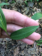 Polygonatum humile