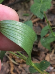 Polygonatum humile