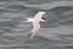 Sterna hirundo
