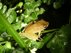 Craugastor crassidigitus