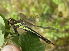 Aeshna cyanea