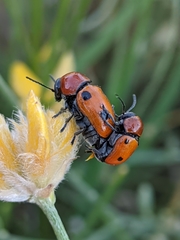 Cryptocephalus pominorum