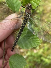 Aeshna cyanea