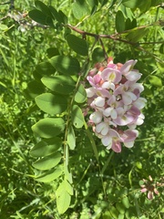 Robinia × ambigua