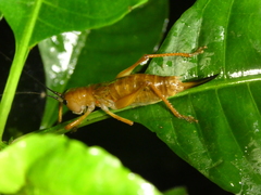 Melanonotus powellorum