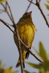 Chloris chloris