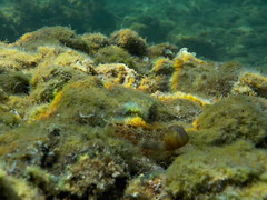 Microlipophrys canevae