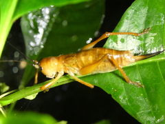 Melanonotus powellorum