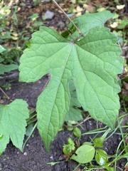 Ampelopsis glandulosa