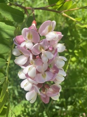 Robinia × ambigua