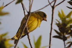 Chloris chloris