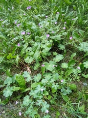 Geranium pyrenaicum