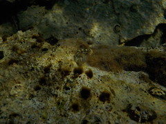 Microlipophrys adriaticus