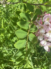 Robinia × ambigua