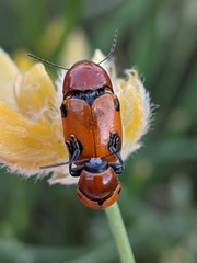 Cryptocephalus pominorum