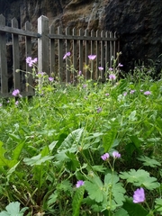 Geranium pyrenaicum