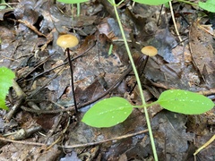 Rhizomarasmius